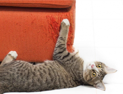 Giúp “sen” ngăn chặn các hành vi xấu của mèo cưng