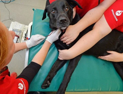 Cún cưng có thể hiến máu không?