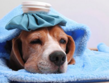 Dấu hiệu cảnh báo bệnh cúm ở cún cưng 