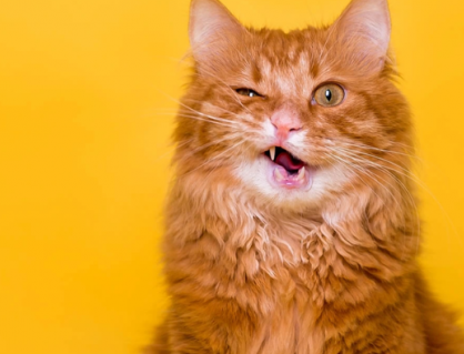 Mèo cưng sốt, vàng da coi chừng nhiễm trùng túi mật!