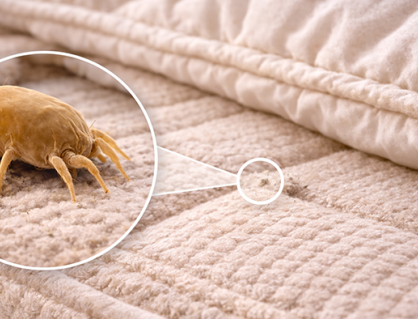 Mạt bụi nhà và nguy cơ dị ứng đường hô hấp