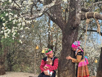 Infographic: Ngọc Chiến - Nậm Nghẹp mùa hoa sơn tra!