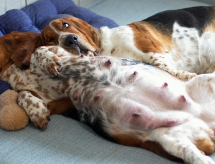 Hiện tượng mang thai giả ở cún cưng