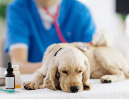 Tầm quan trọng của việc tẩy giun định kỳ cho cún cưng