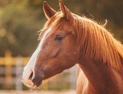 Ngựa - kho thuốc quý cần được khai thác đúng cách