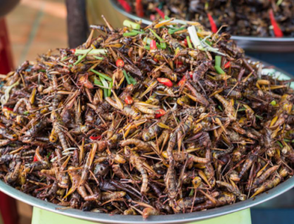 Lợi ích dinh dưỡng của các món ăn từ côn trùng