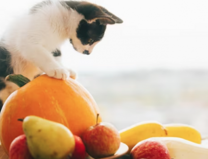 Mèo cưng có thể ăn các loại hoa quả nào?