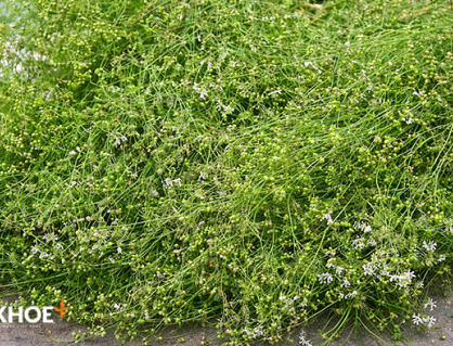 Mùi già - hương Tết cuối năm!