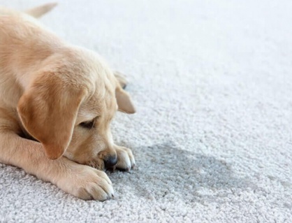 Cách xử lý mùi thú cưng để tự tin đón khách