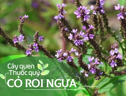 Cây quen, thuốc quý: Cỏ roi ngựa