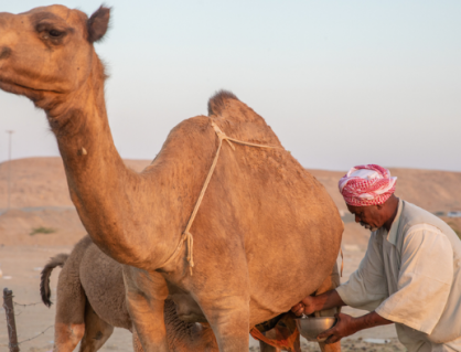 Cải thiện chất lượng hệ tiêu hoá cùng sữa lạc đà