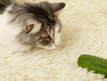 Vì sao mèo cưng lại sợ dưa chuột?