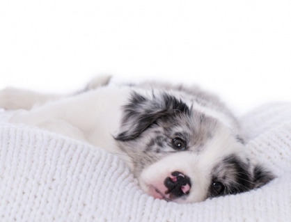 Hội chứng SARDS ở cún cưng: “Sen” cần biết điều gì?