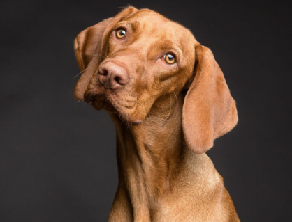 Giãn thực quản ở cún cưng được biểu hiện như thế nào?