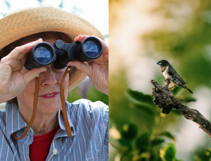 Ngắm chim: Liều thuốc tự nhiên chống lão hóa não