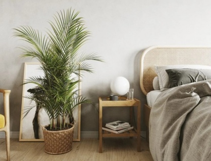 3 loại cây đặt trong nhà giúp bạn ngủ ngon hơn