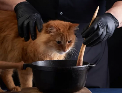 Có nên tự nấu thức ăn cho mèo?