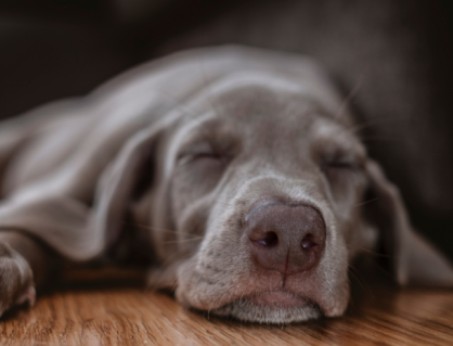 Giấc ngủ ảnh hưởng thế nào đến hành vi và tâm trạng của chó?