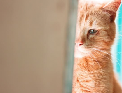 Mèo cưng có “khóc” khi buồn? 