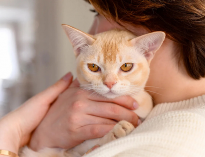 9 giống mèo quấn người, không hề lạnh lùng như bạn nghĩ