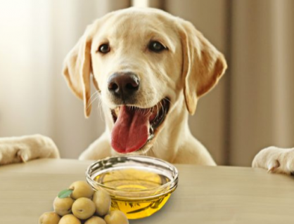 Cho cún cưng dùng dầu olive thế nào là đúng cách?