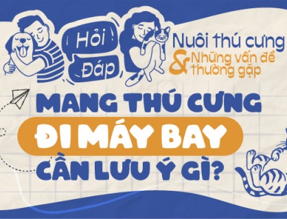 Mang thú cưng đi máy bay có được không, cần lưu ý gì?