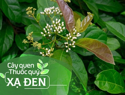 Cây quen, thuốc quý: Cây xạ đen