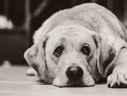 Dấu hiệu nhận biết suy giảm trí nhớ ở cún cưng