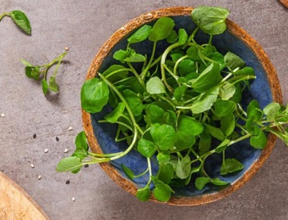 Loại rau được ca ngợi “tốt nhất thế giới”, bán đầy ở chợ Việt