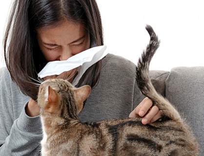 Cơ địa dị ứng có nuôi được chó mèo không?