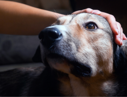 Những tín hiệu âm thầm cho thấy cún cưng đang bị đau