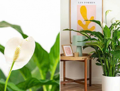 Loài cây quen thuộc giúp giảm ô nhiễm không khí