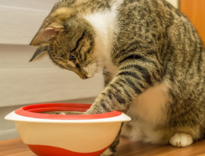 Mèo cưng nôn trớ, giảm cân, coi chừng giãn thực quản!