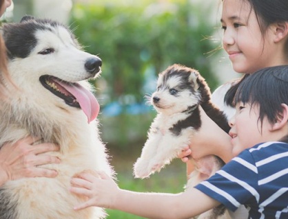 Quy tắc 3-3-3 cần biết trước khi nuôi chó