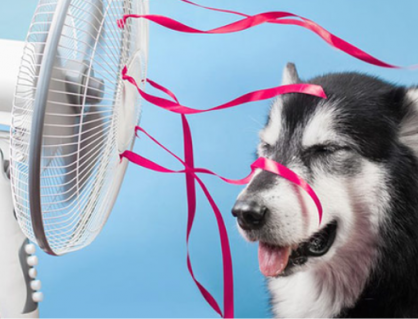 Nhiệt độ nào là quá cao với cún?