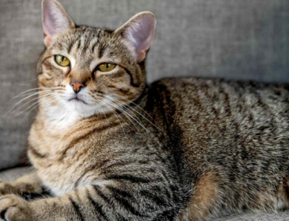 10 nguyên nhân gây tử vong đột ngột ở mèo cưng 