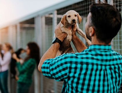 Nhận nuôi chó mèo: Trách nhiệm từ những câu hỏi nhỏ