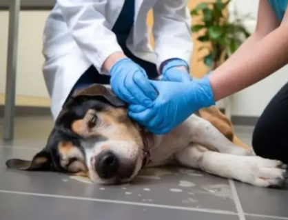 Nên xử trí ra sao khi cún cưng nuốt phải dị vật?