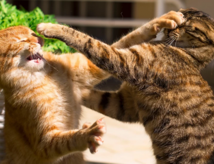 Khi những chú mèo trong nhà “cơm chẳng lành, canh chẳng ngọt”