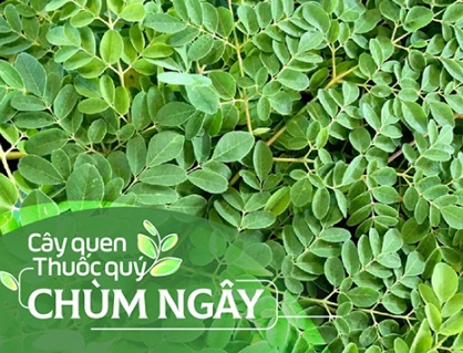 Cây quen, thuốc quý: Chùm ngây