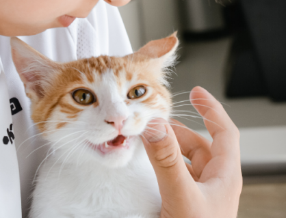 Nuôi mèo có làm bệnh hen ở trẻ trầm trọng hơn?