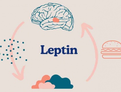 Phòng ngừa béo phì: Làm sao cải thiện tình trạng kháng leptin?