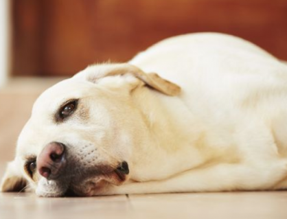 Cún cưng có thể mắc hội chứng Down không?