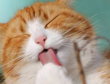 Cách mèo cưng làm mát cơ thể khi trời nóng