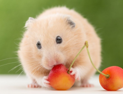 Chuột hamster có ăn được hoa quả không?