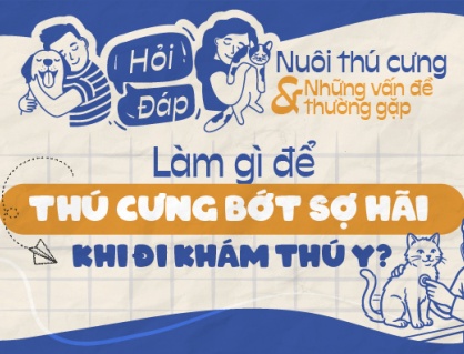 Nên làm gì để thú cưng bớt sợ hãi khi khám thú y?