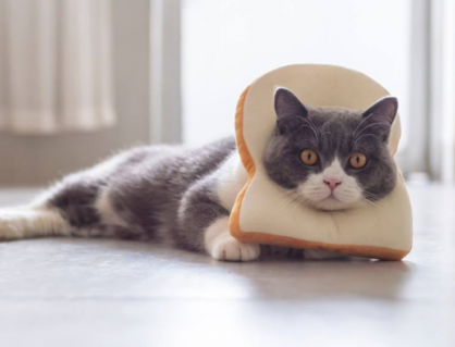 Mèo có ăn được bánh mì không?