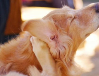 4 cách phòng ngừa ve cho thú cưng