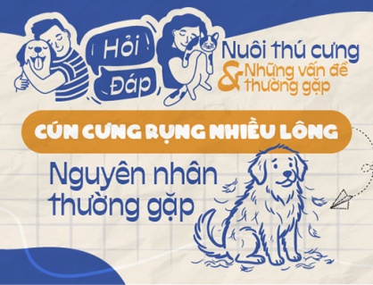 Cún cưng rụng lông nhiều: Một số nguyên nhân thường gặp