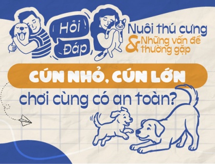 Cún nhỏ và cún lớn có thể chơi cùng nhau an toàn không?